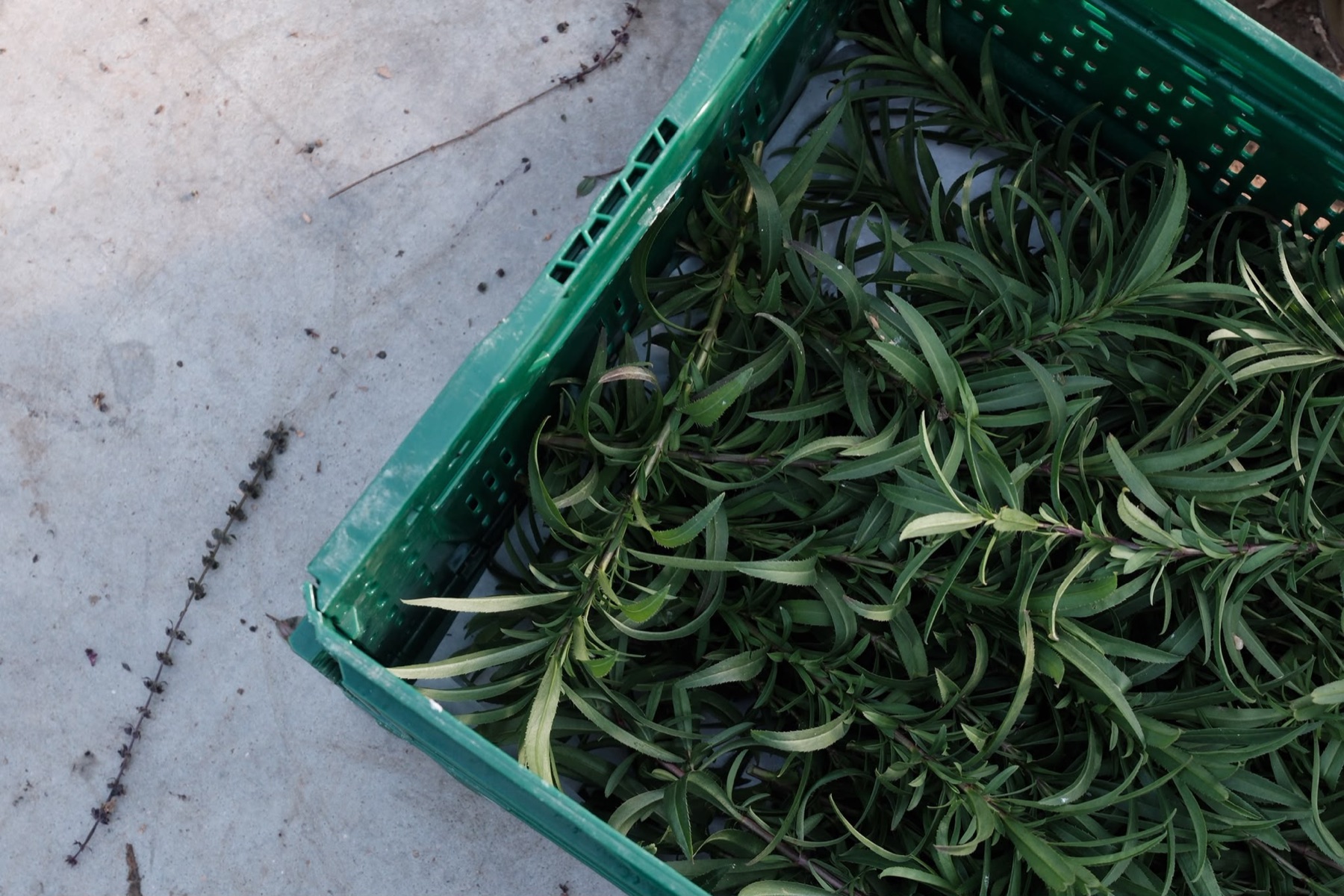 Freshly harvested Mexican tarragon in a green field crate