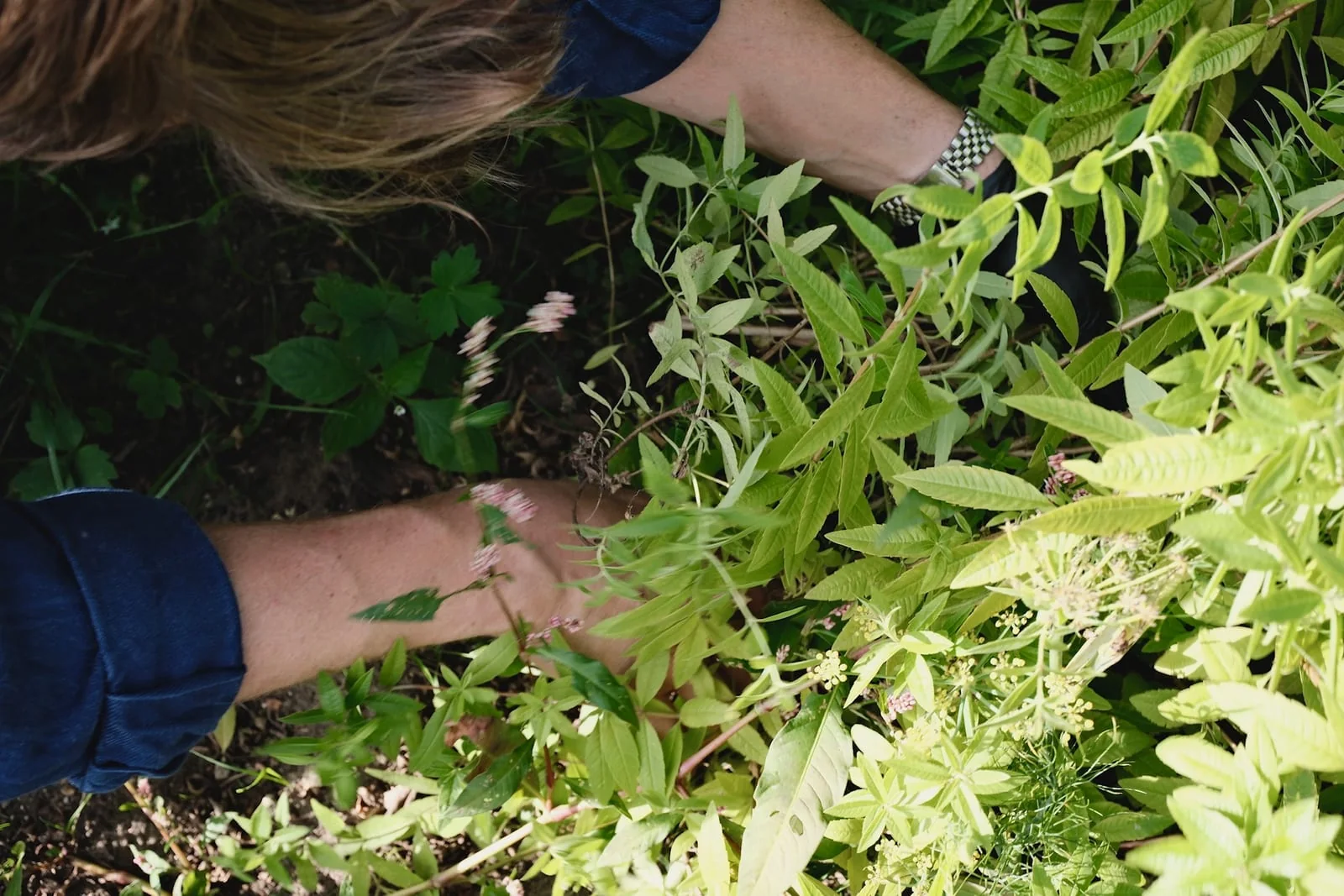 Fresh Pino herbs being picked by hand