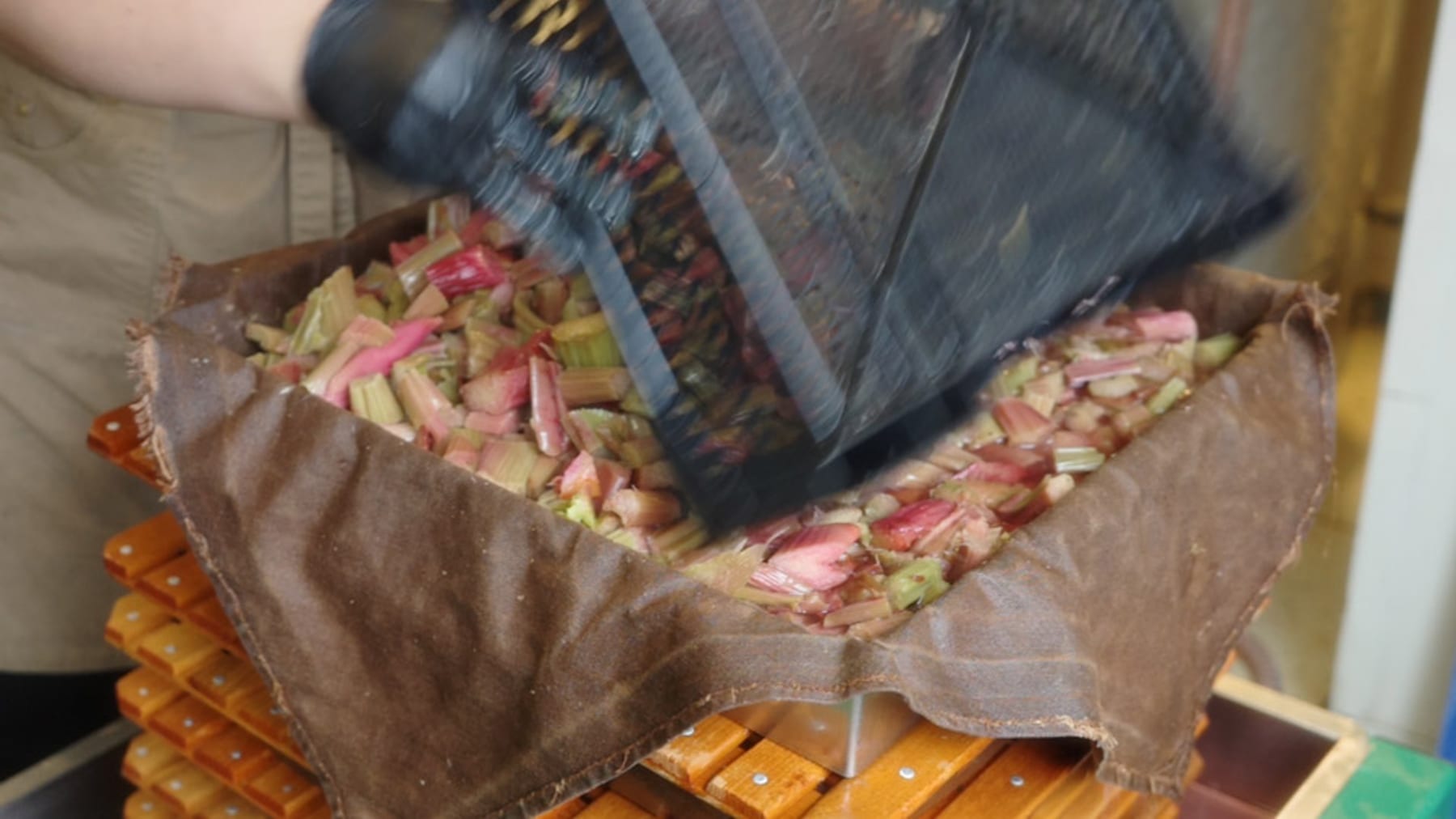 Fresh rhubarb being prepared for pressing